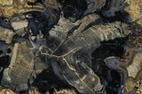 Petrified Wood (Schinoxylon) Round - Blue Forest, Wyoming #365859-1